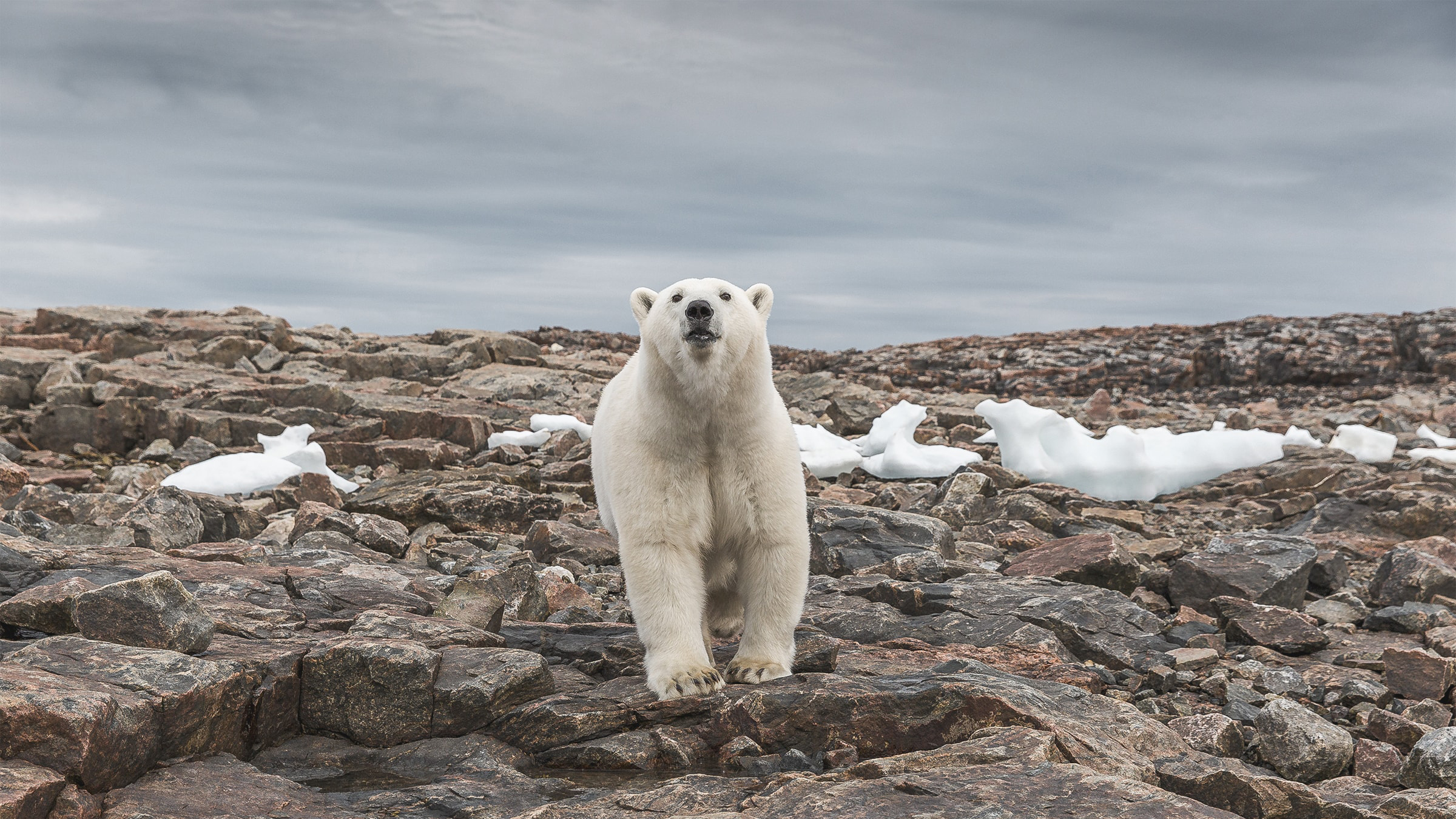 Polar bear in an ice free arctic