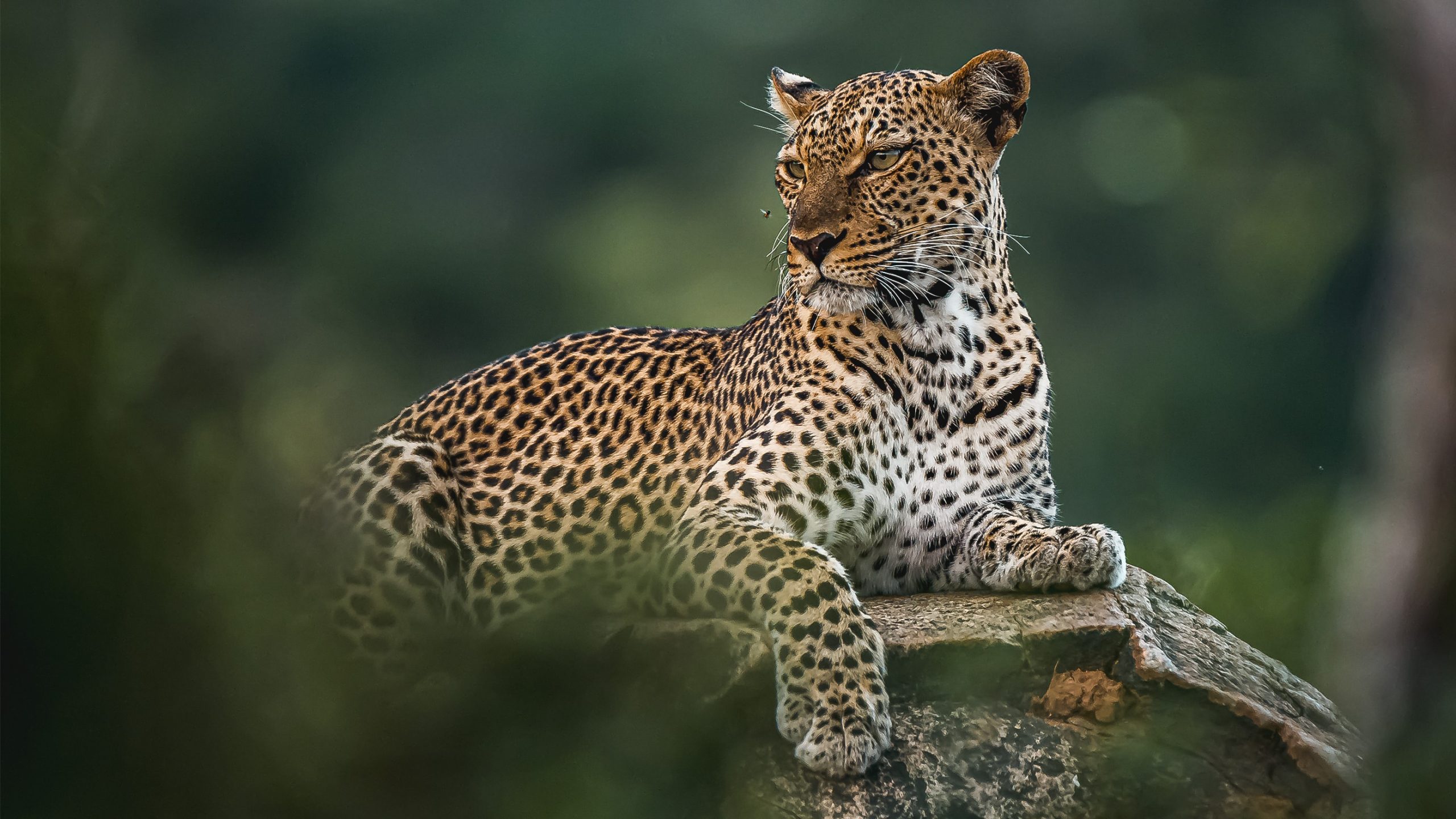 Preserving biodiversity animals leopard
